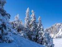 Licht und Schatten an dick eingeschneiten Nadelbäumen am Hang